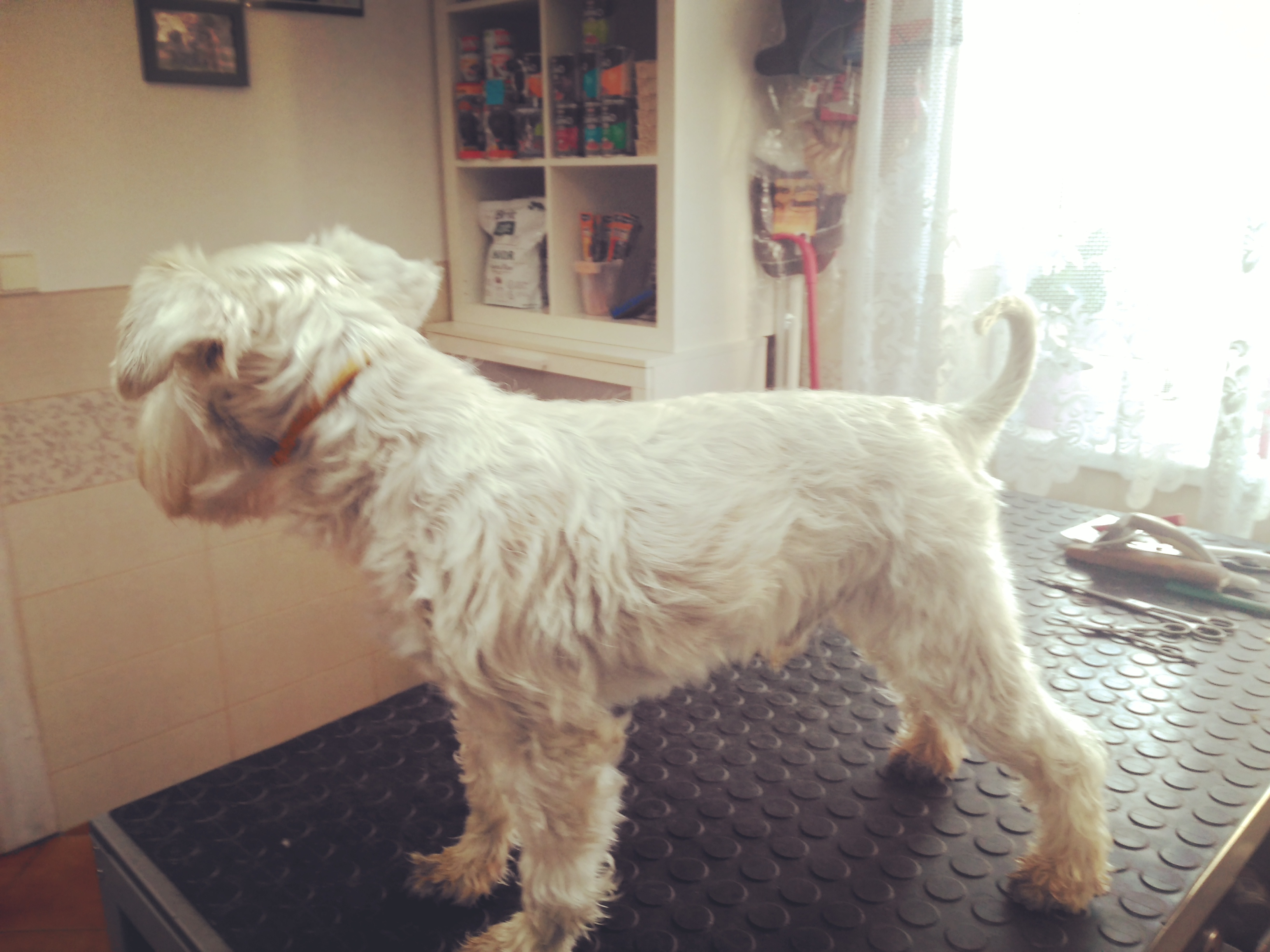 Salon a hotel pro pejsky JUKI - Wolfová Gabriela foto 3