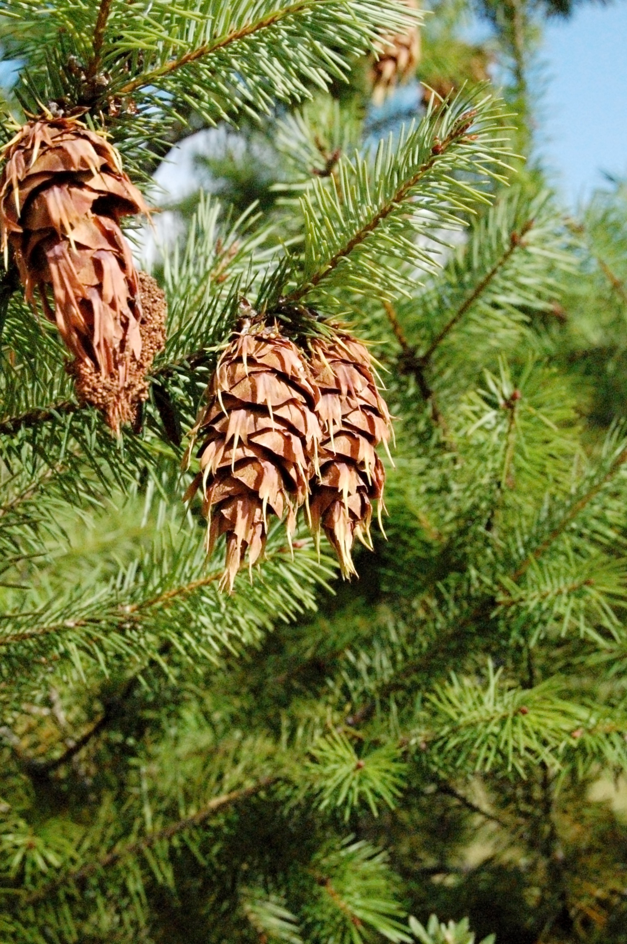 Ubytování Lestkov 92 foto 4