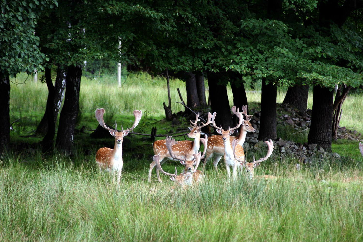 Penzion Obora foto 3