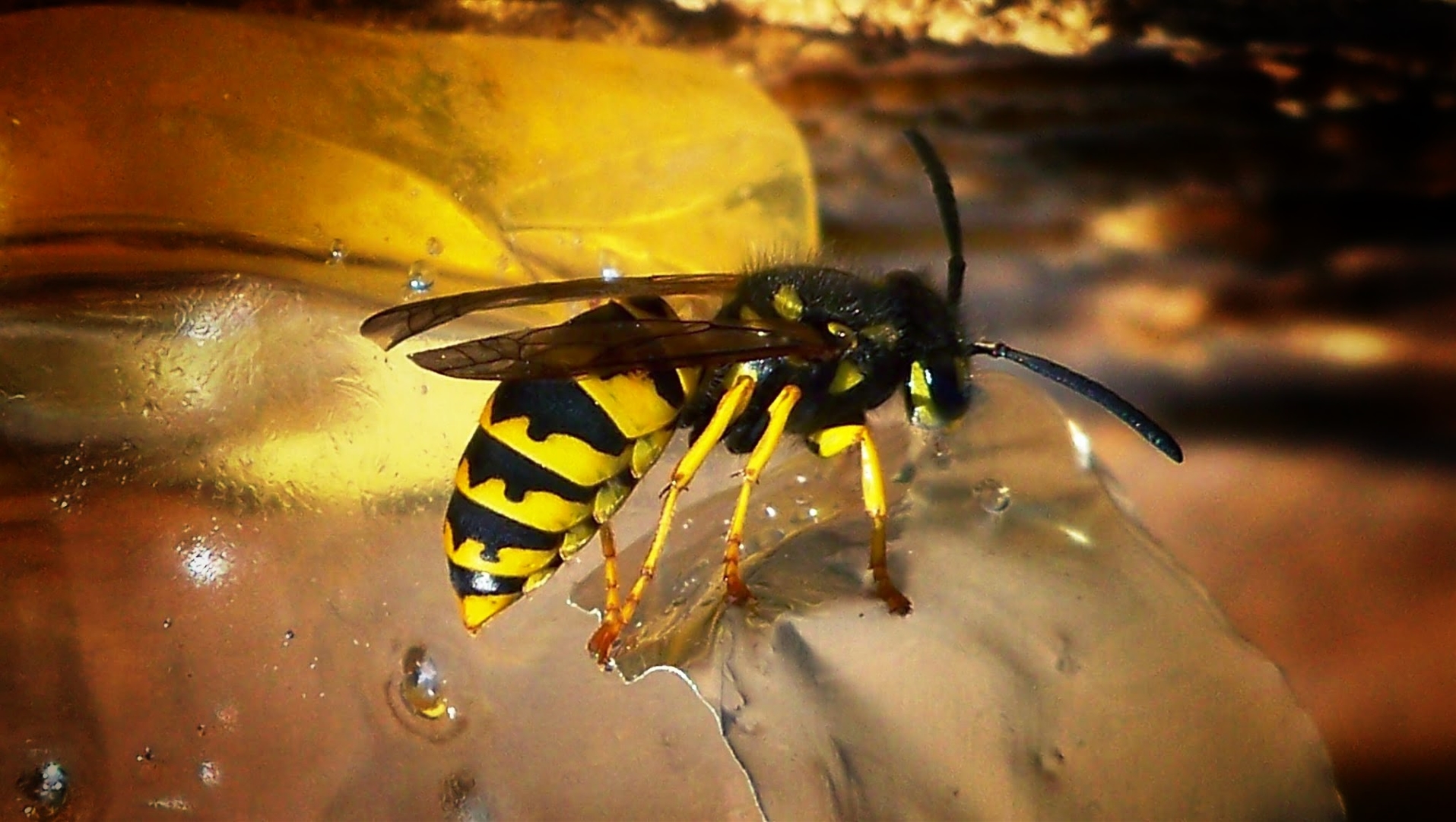 DERATOR s.r.o.  - Deratizace, dezinsekce, dezinfekce foto 6