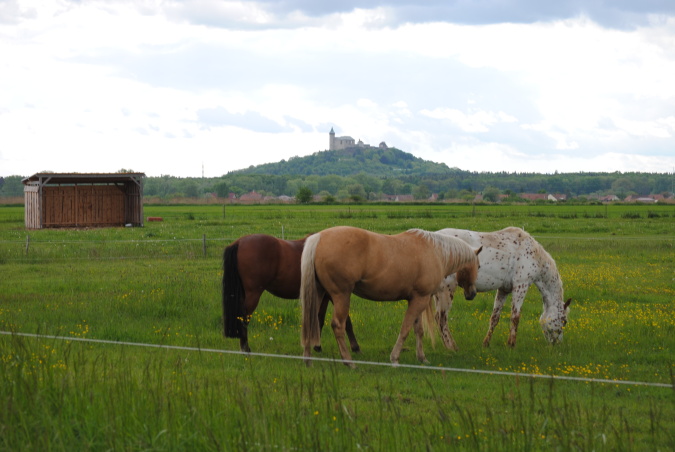 WesternFarm Alvero foto 2