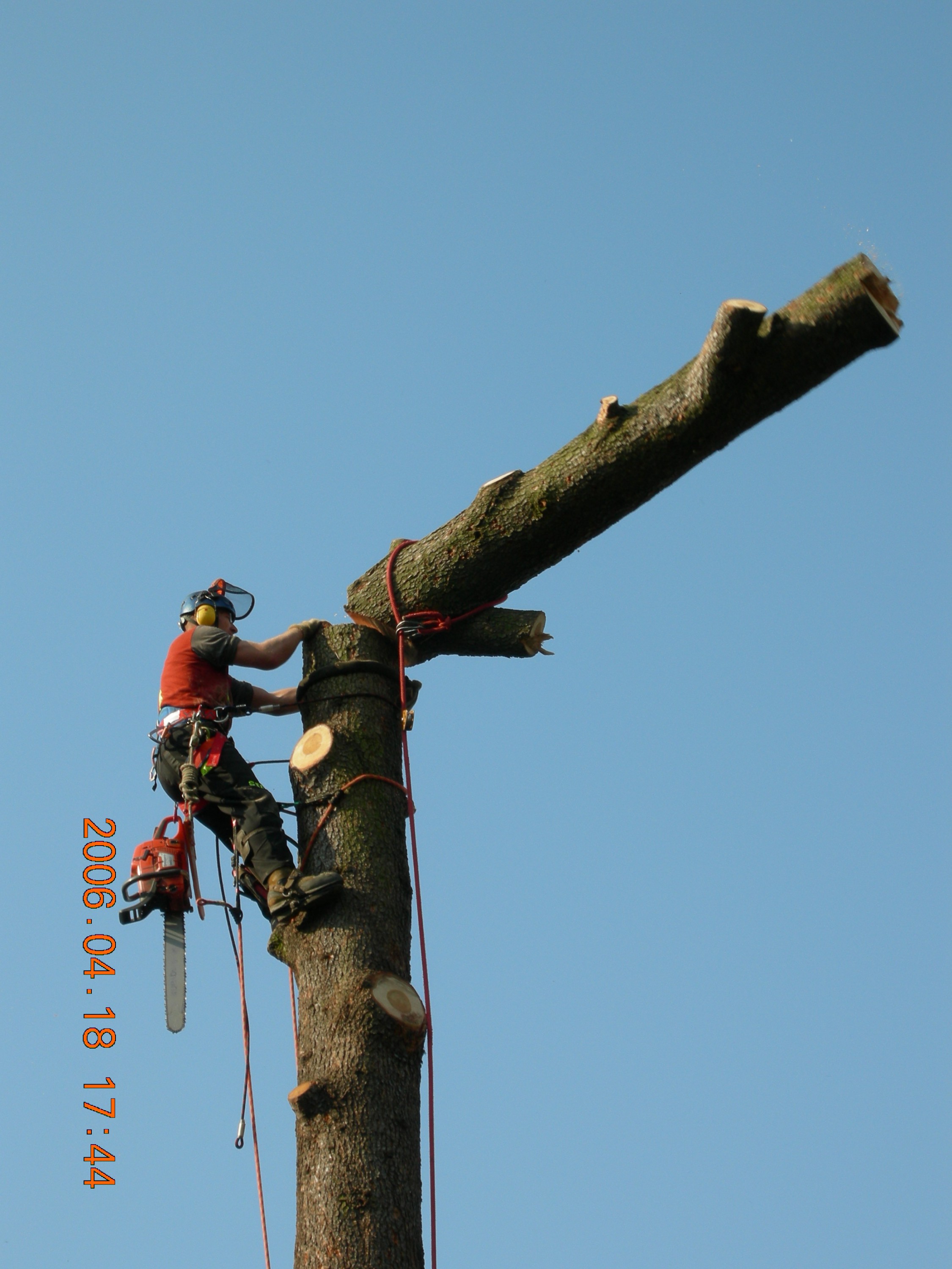 Treecare - stromolezectví, péče o stromy foto 3