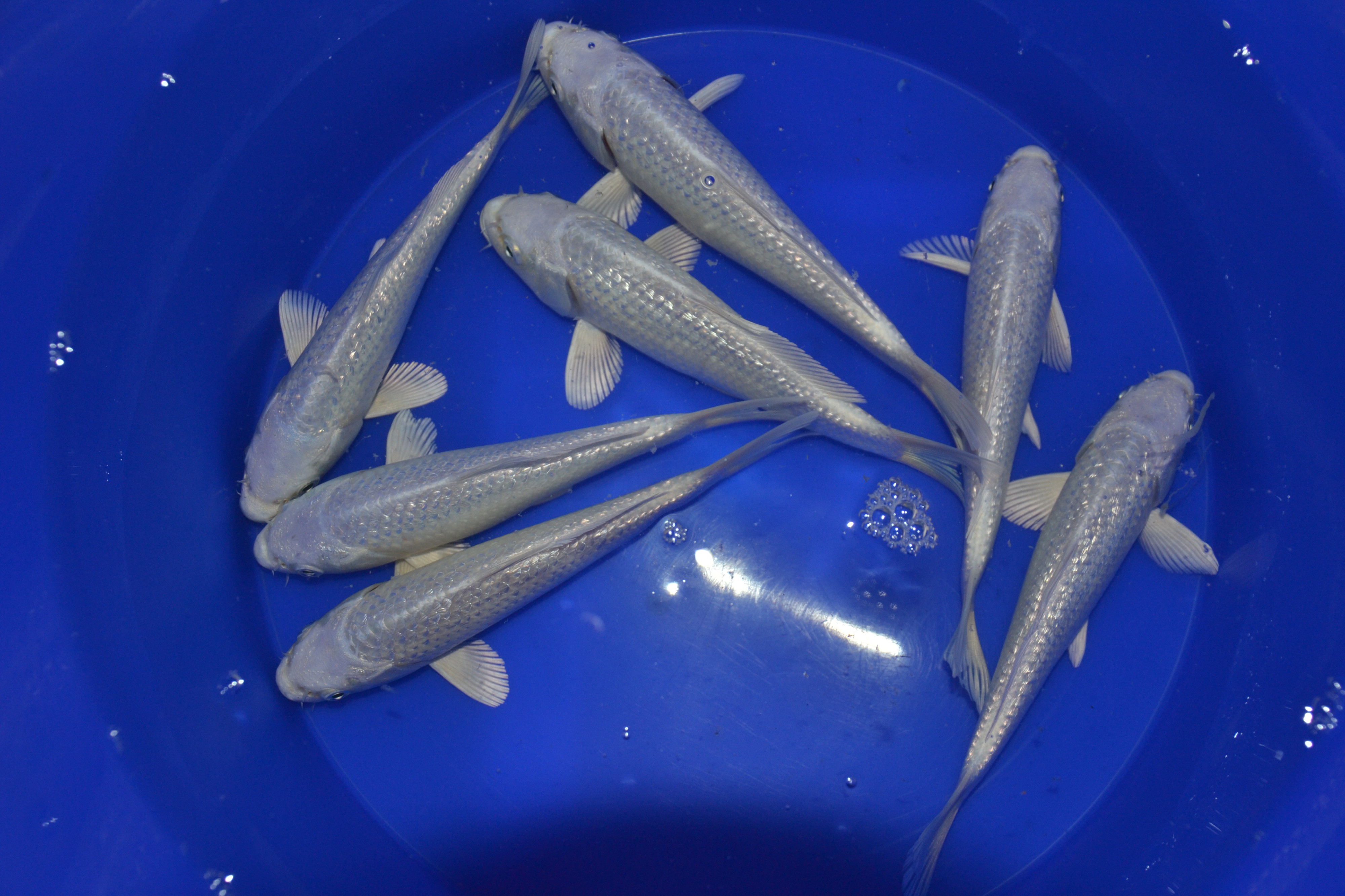 Asagi Koi Farma foto 4