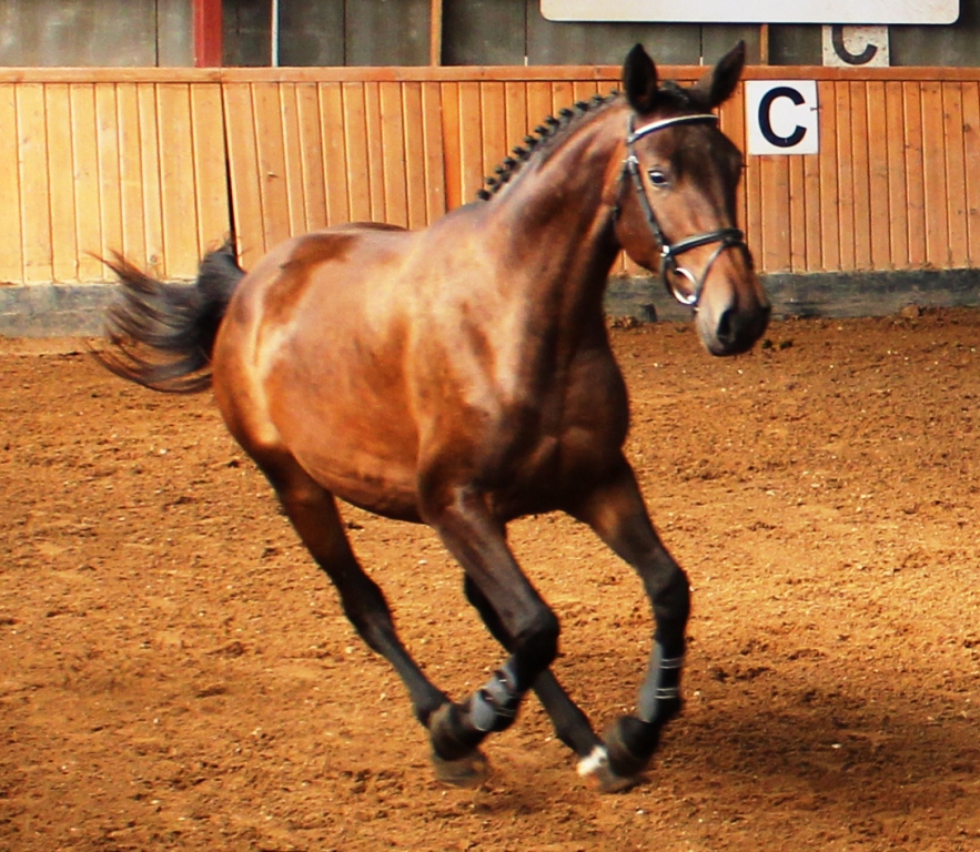 WinnerHorses foto 5