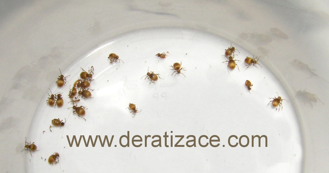 Hygienická a technická správa objektů WSi s.r.o. foto 4