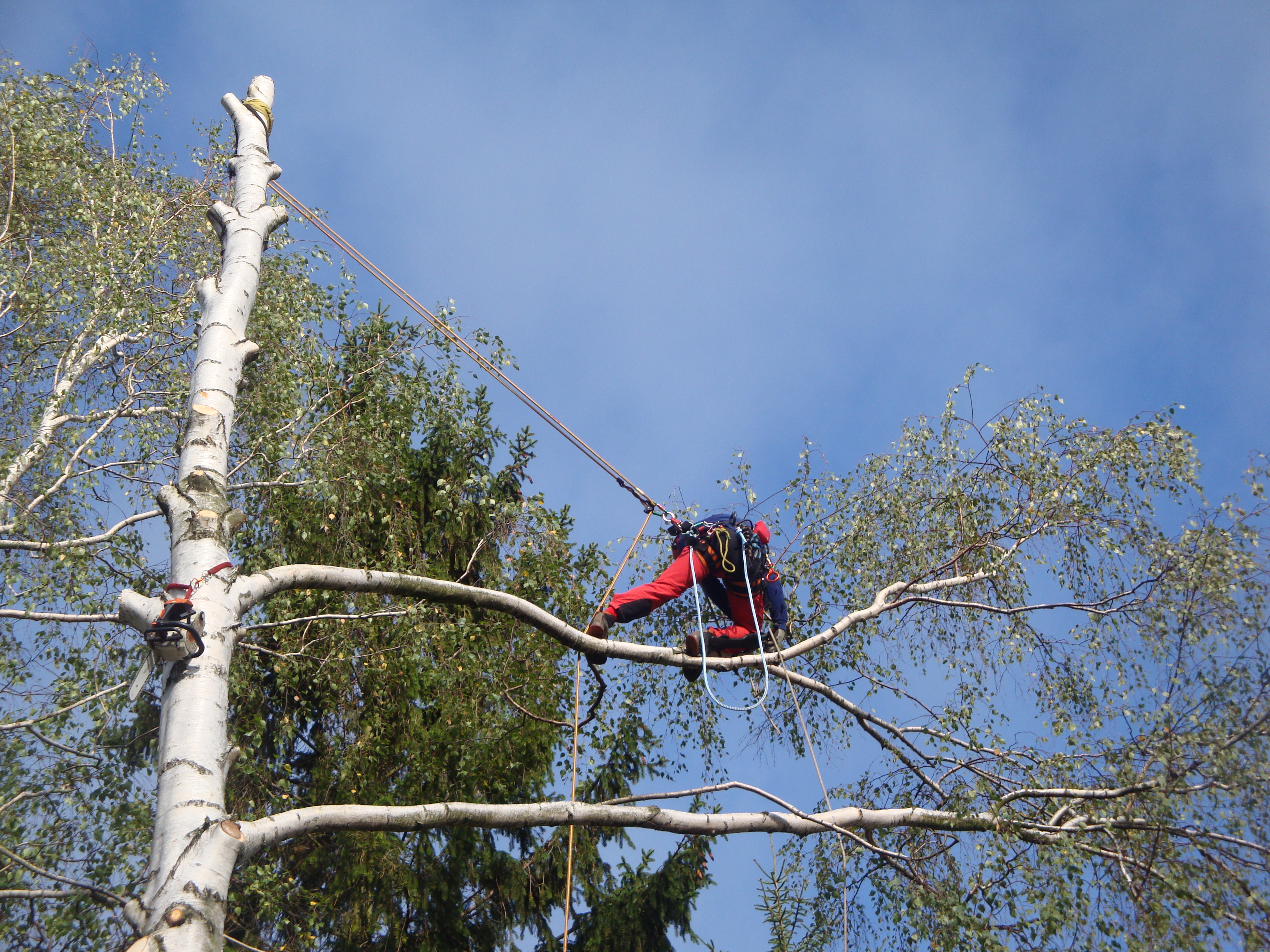 Jiří Zapadlo - Péče o stromy foto 4