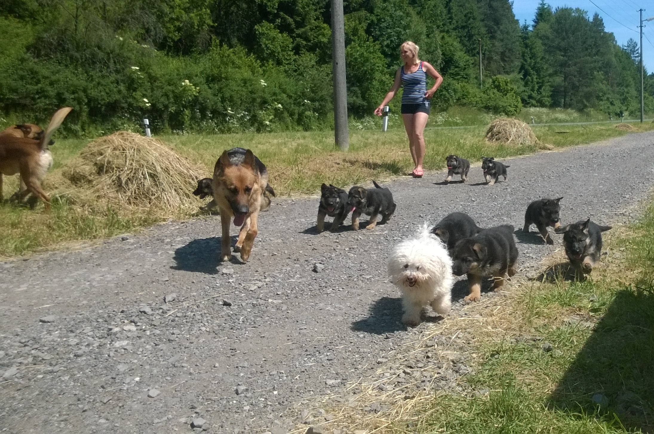 Hotel pro psy - Ing. Martina Helclová