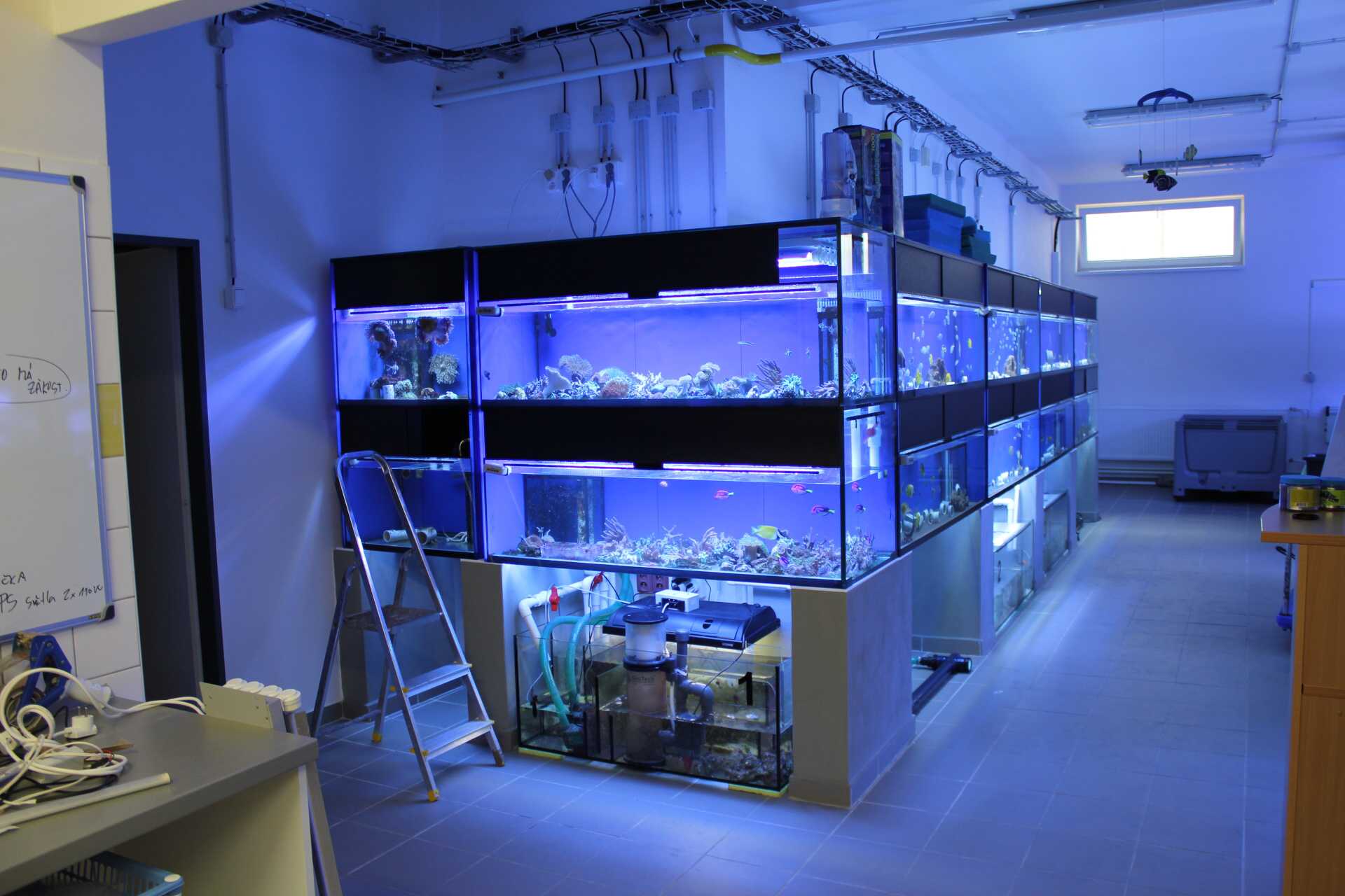 Mořské akvárium Pepinův útes foto 4