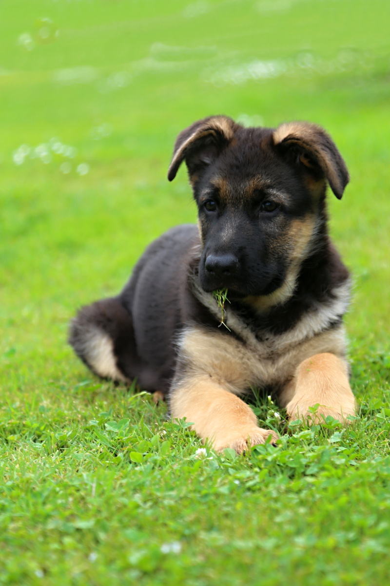 Hotel pro psy - Ing. Martina Helclová foto 2