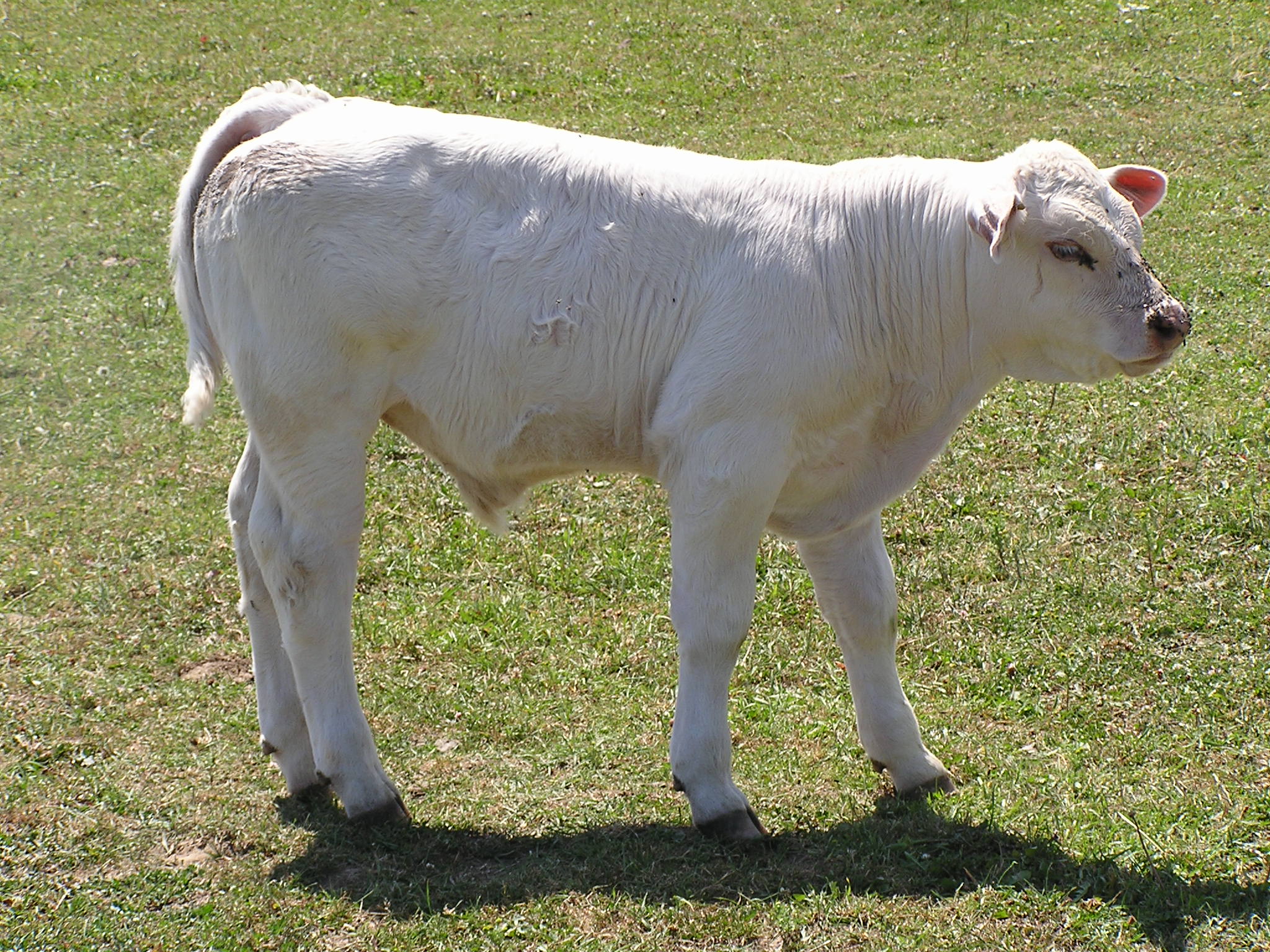 Farma Kozák s.r.o. foto 4