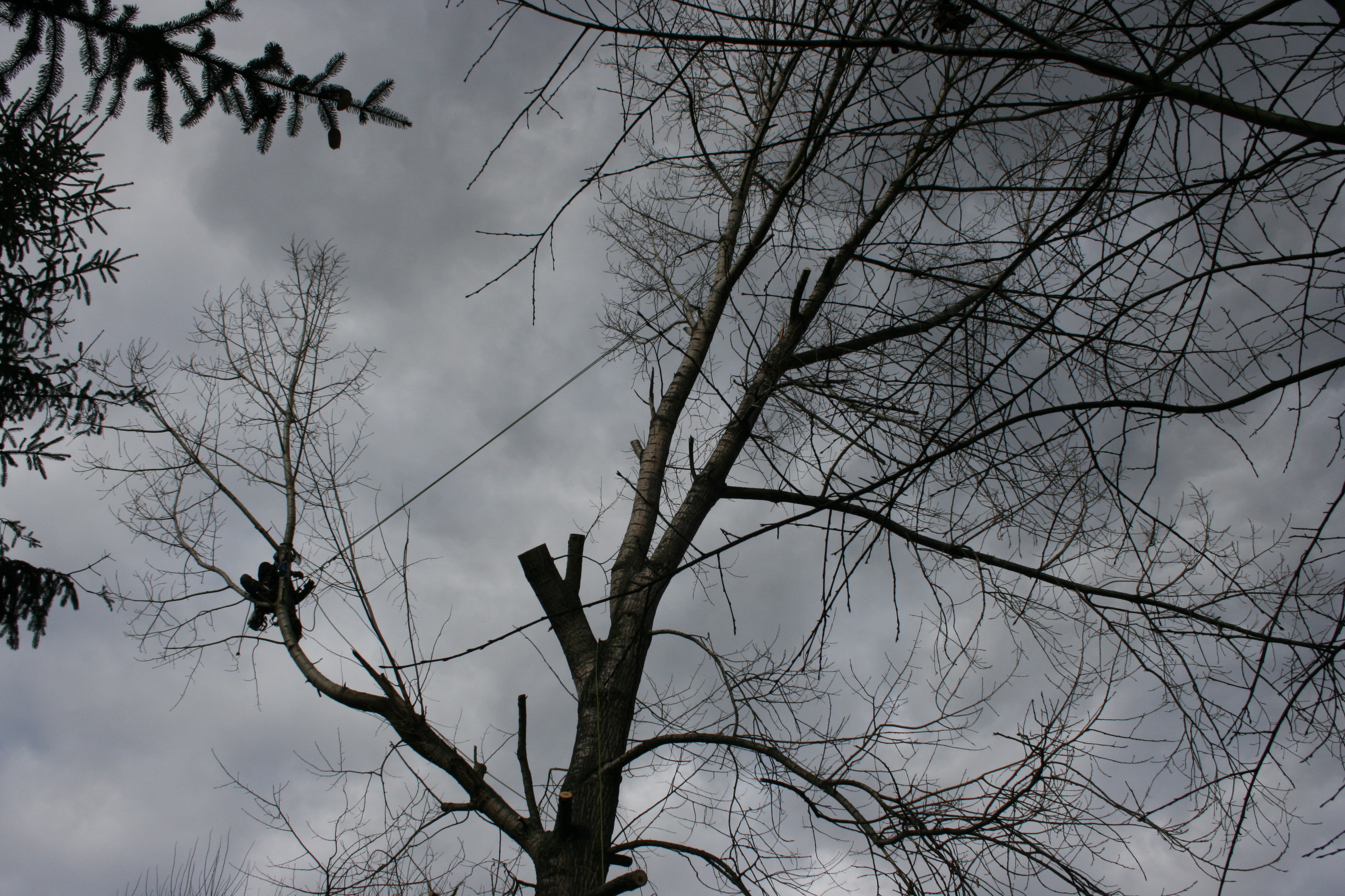 Adam Karhánek - ArborCARE foto 5