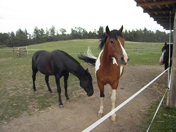 Koně Urych foto 3