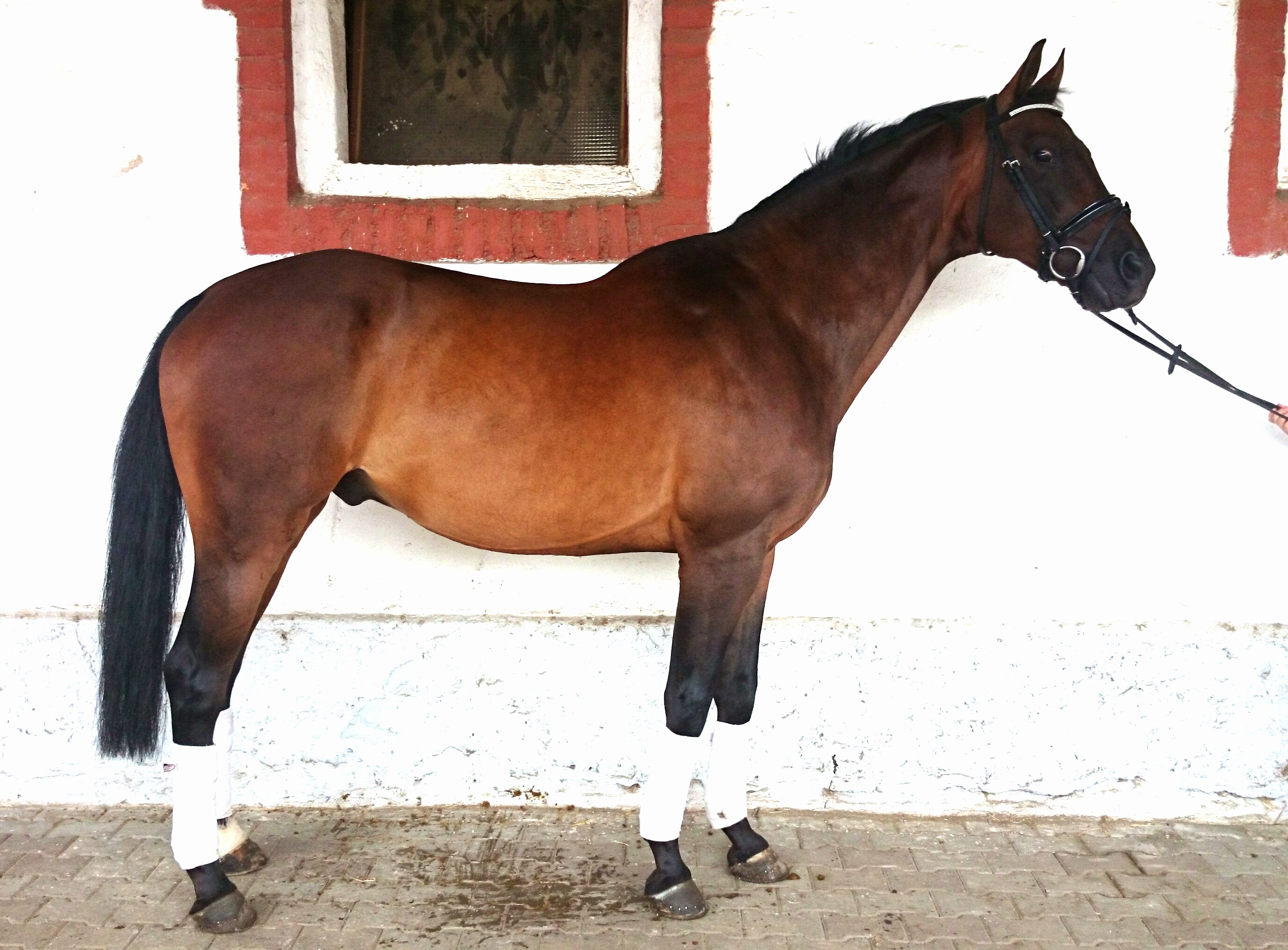 WinnerHorses foto 6
