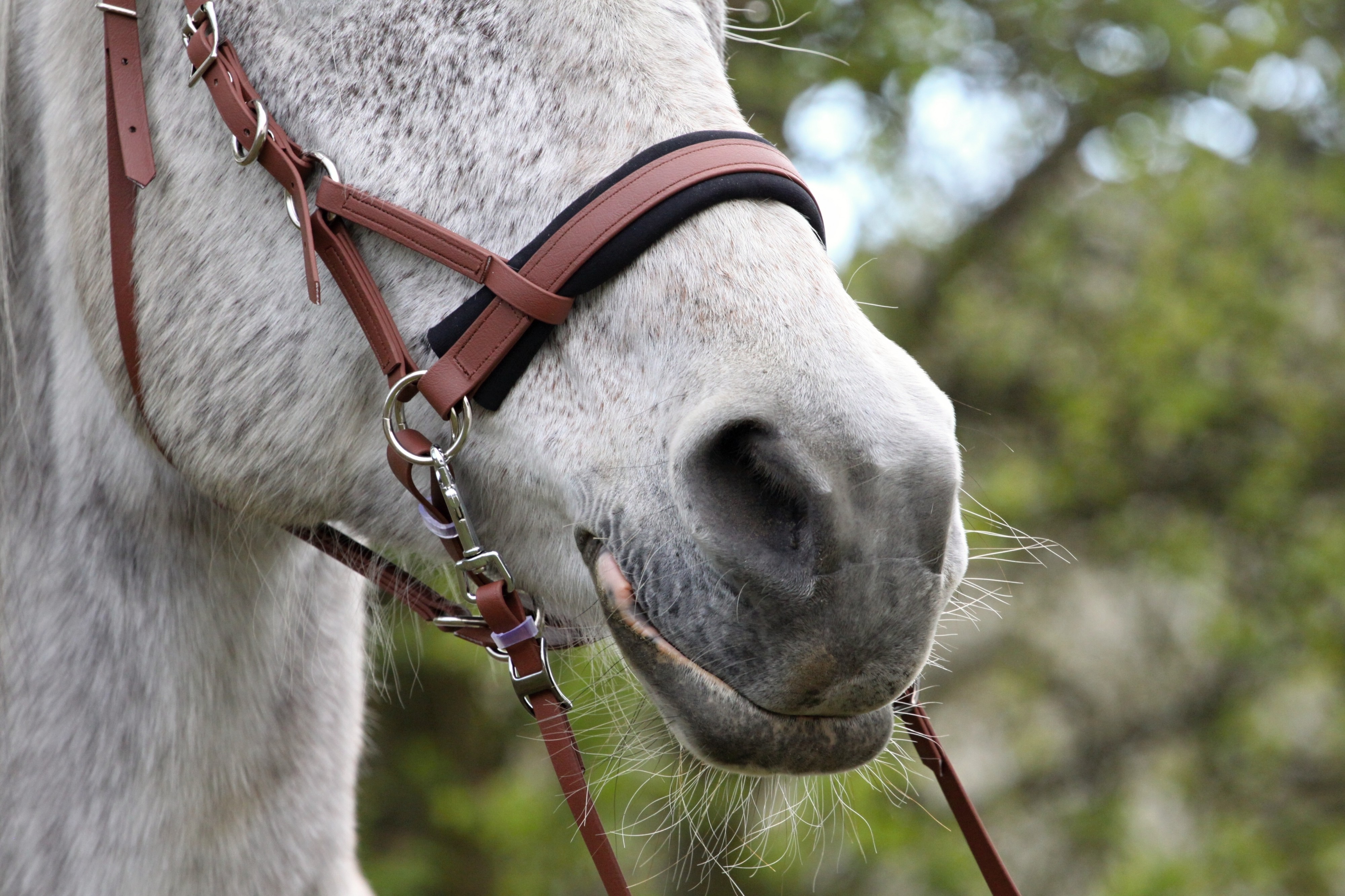 4horse.cz foto 2