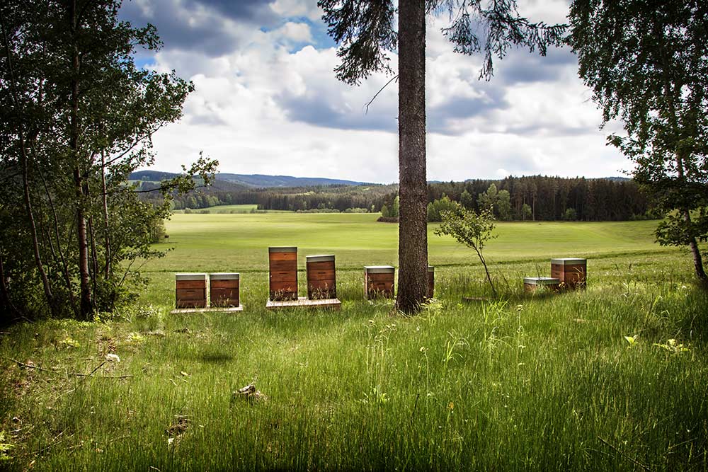 Rodinné včelařství Ratajovi - Daniel Rataj foto 3