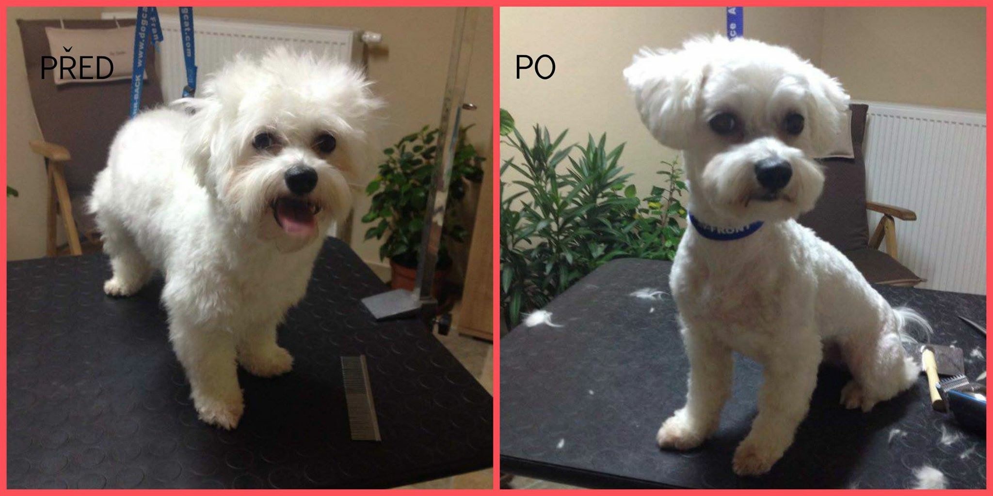 Stříhání psů Jana Tosecká foto 3