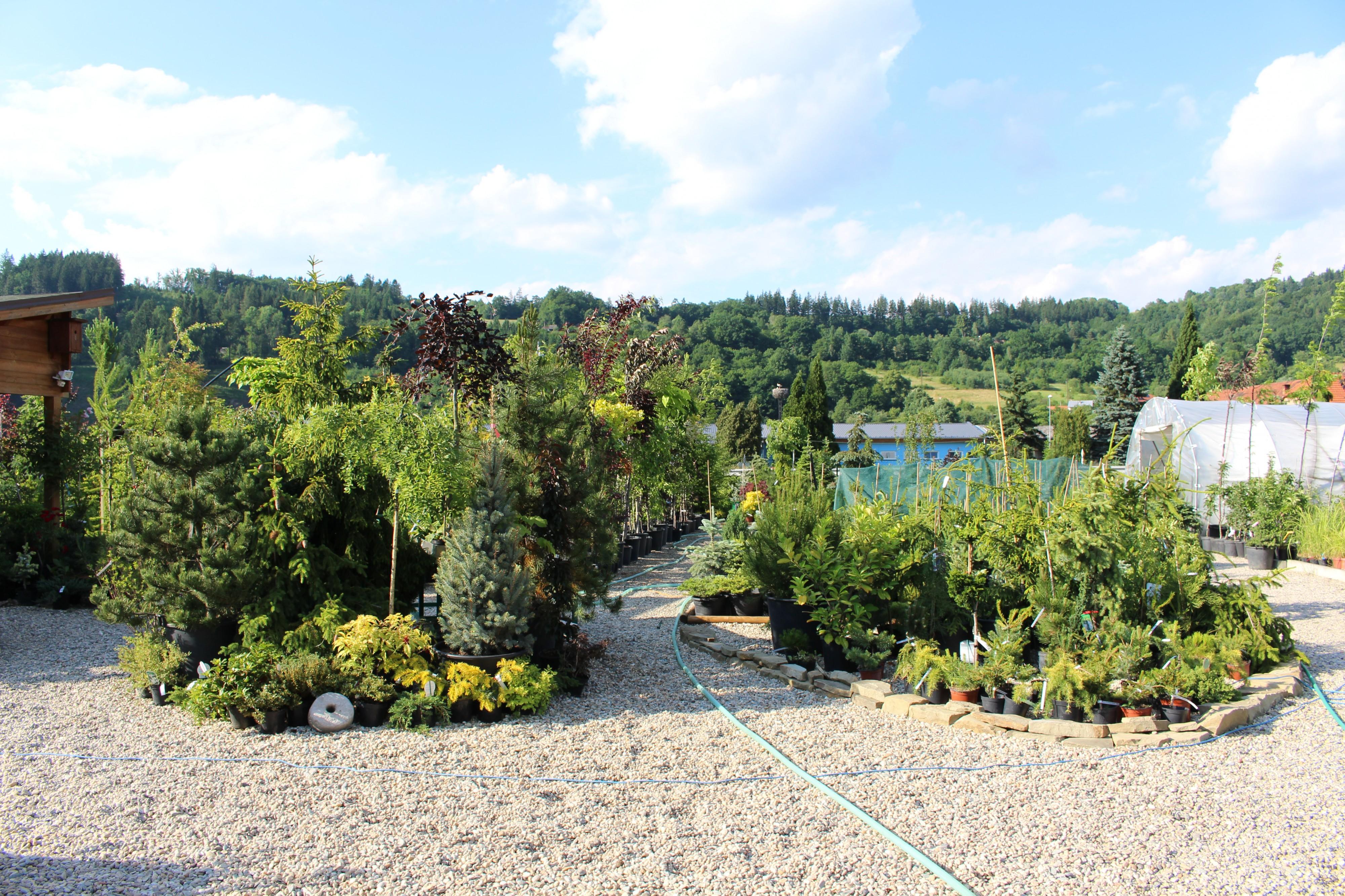 Zahradnictví Clematis - Radek Janků