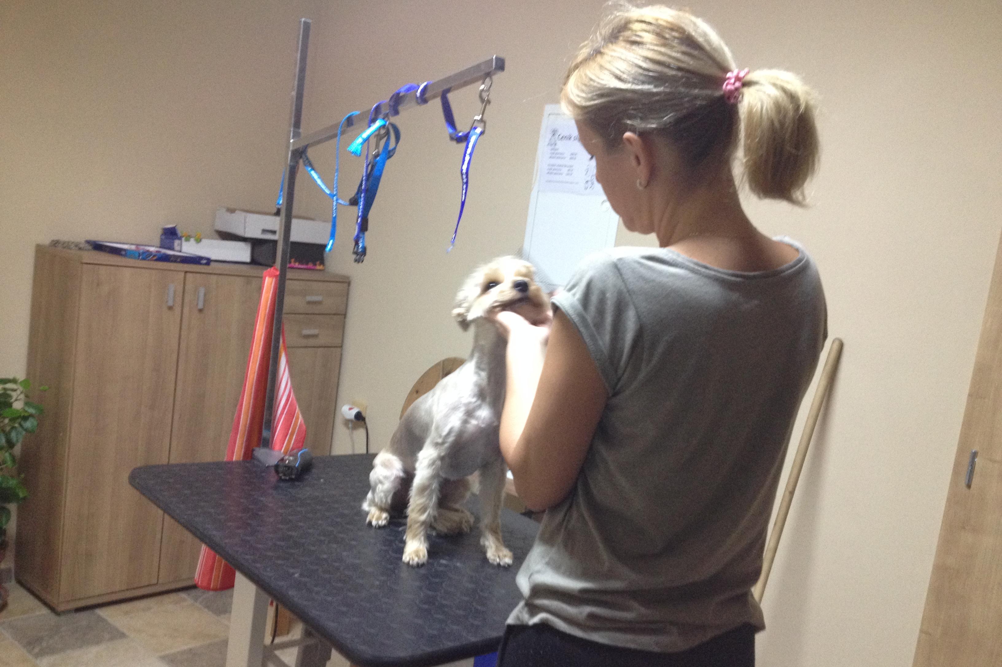 Stříhání psů Jana Tosecká