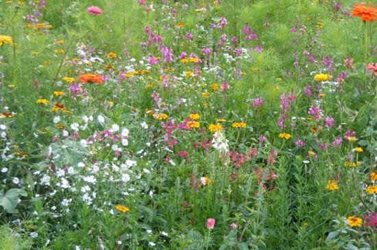 Martina Bubnová, DiS - zahradní architektura foto 4