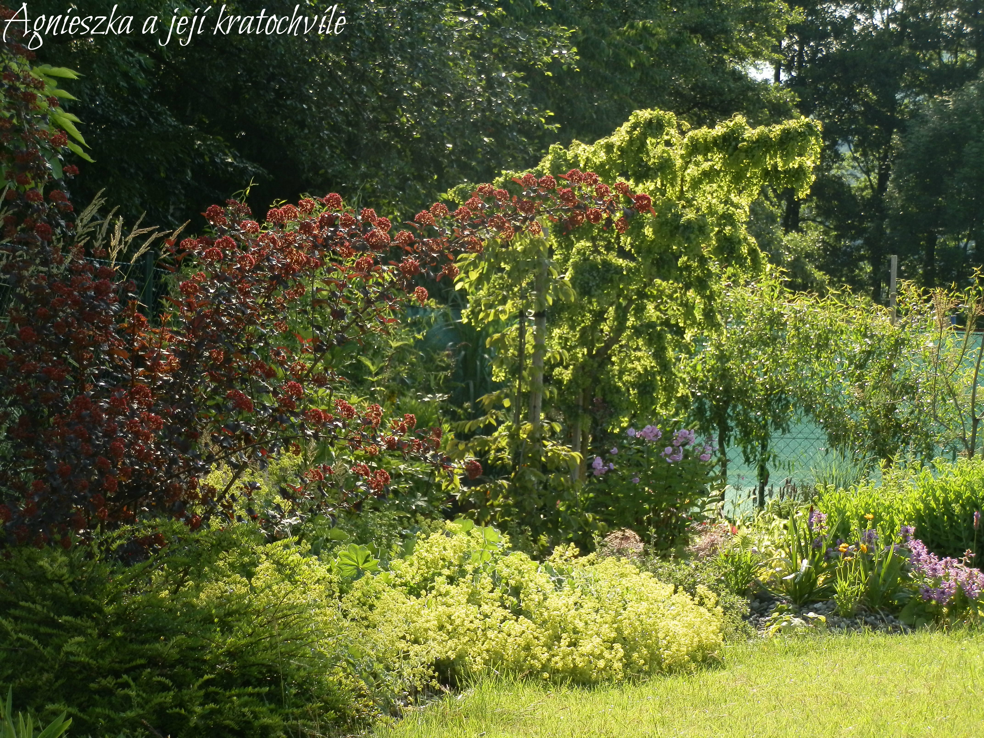 Ing. Anna Javorková