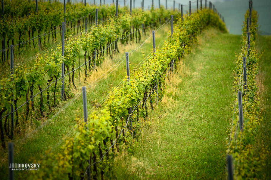 Vinotéka a penzion VÍNO HRUŠKA foto 4