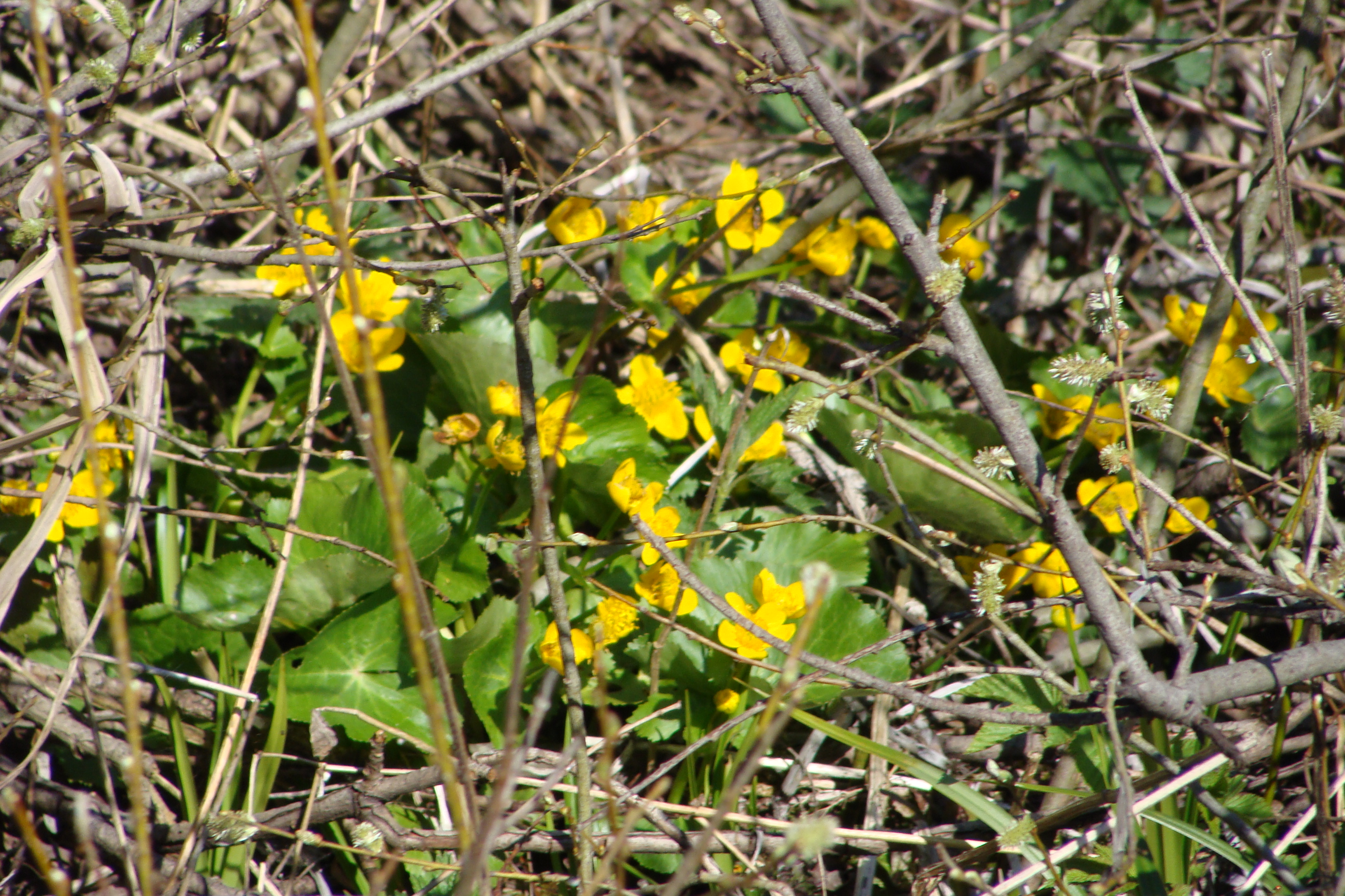 Hotel pod Pralesem foto 4