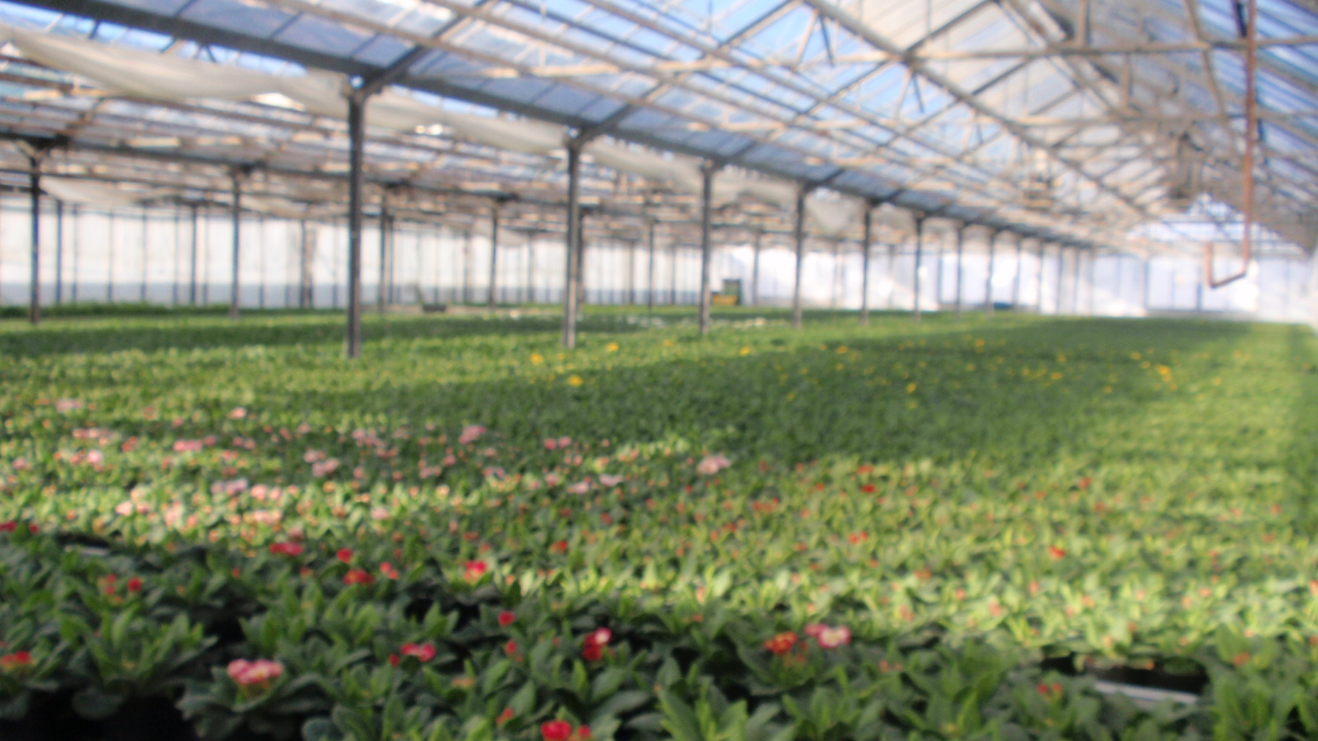 Zahradnictví Ludvík Lejdar foto 4