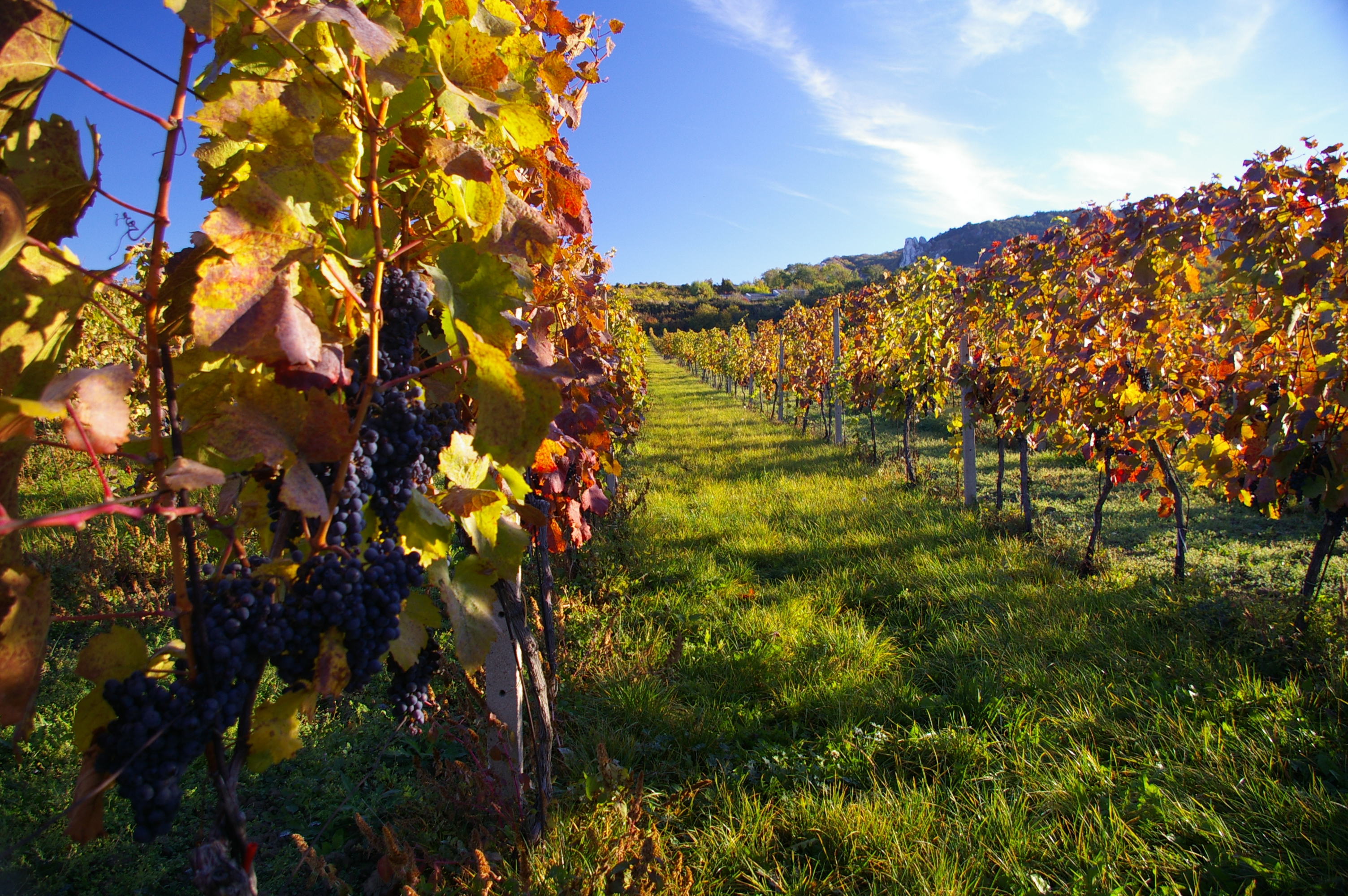 CHÂTEAU VALTICE - Vinné sklepy Valtice foto 3