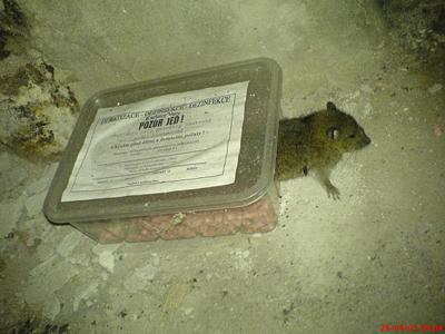 Deratizace Sochor foto 4