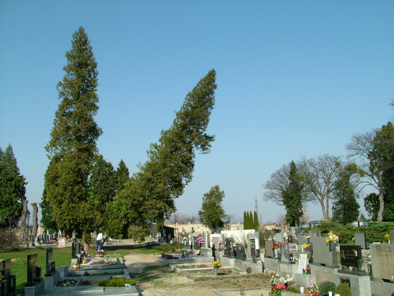 RIKAST - rizikové kácení stromů foto 5