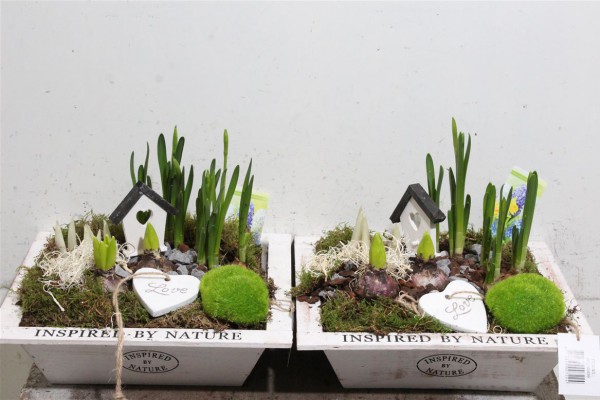 Kateřina Šedivá - velkoobchod květin foto 3