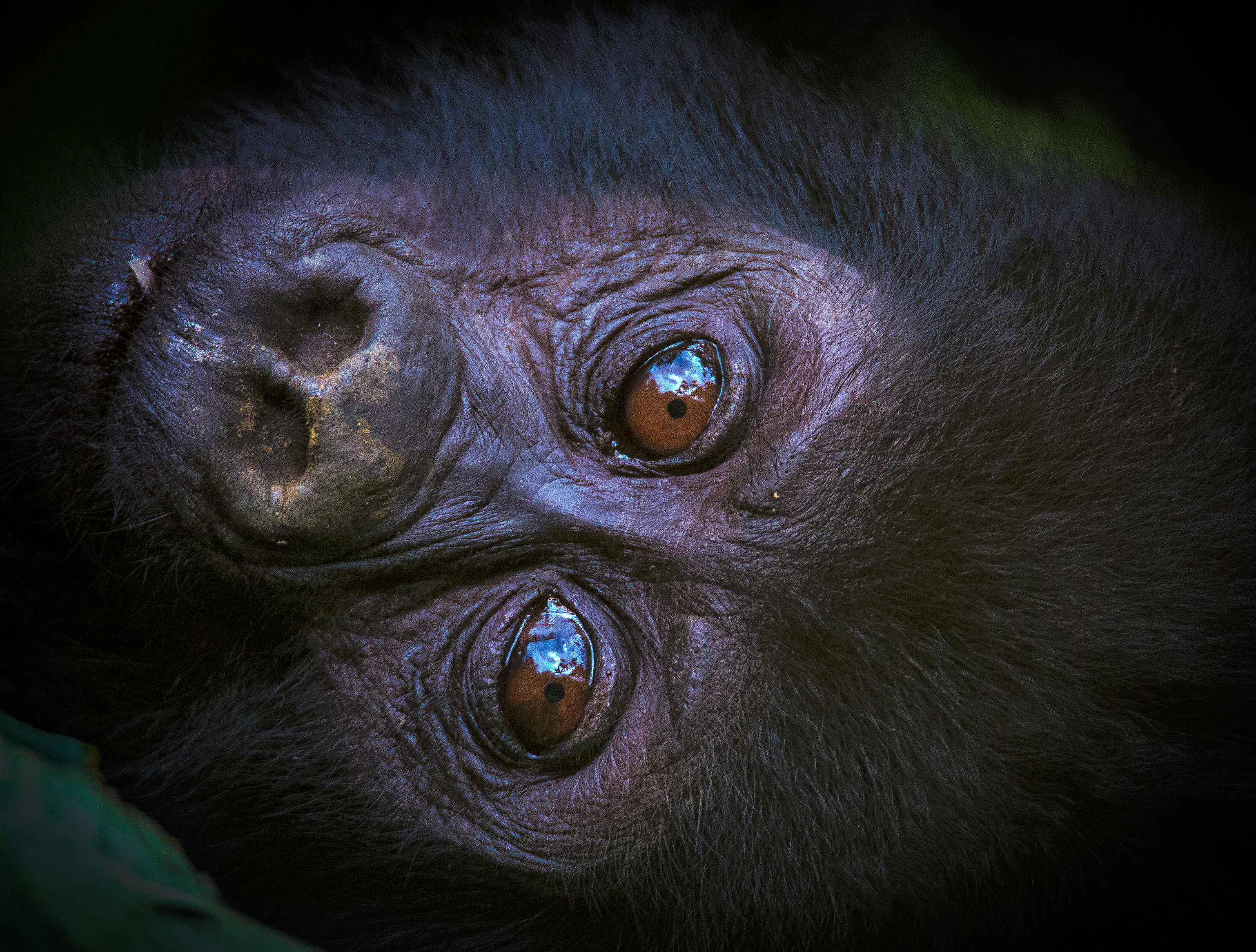 Mountain Gorilla Coffee foto 3