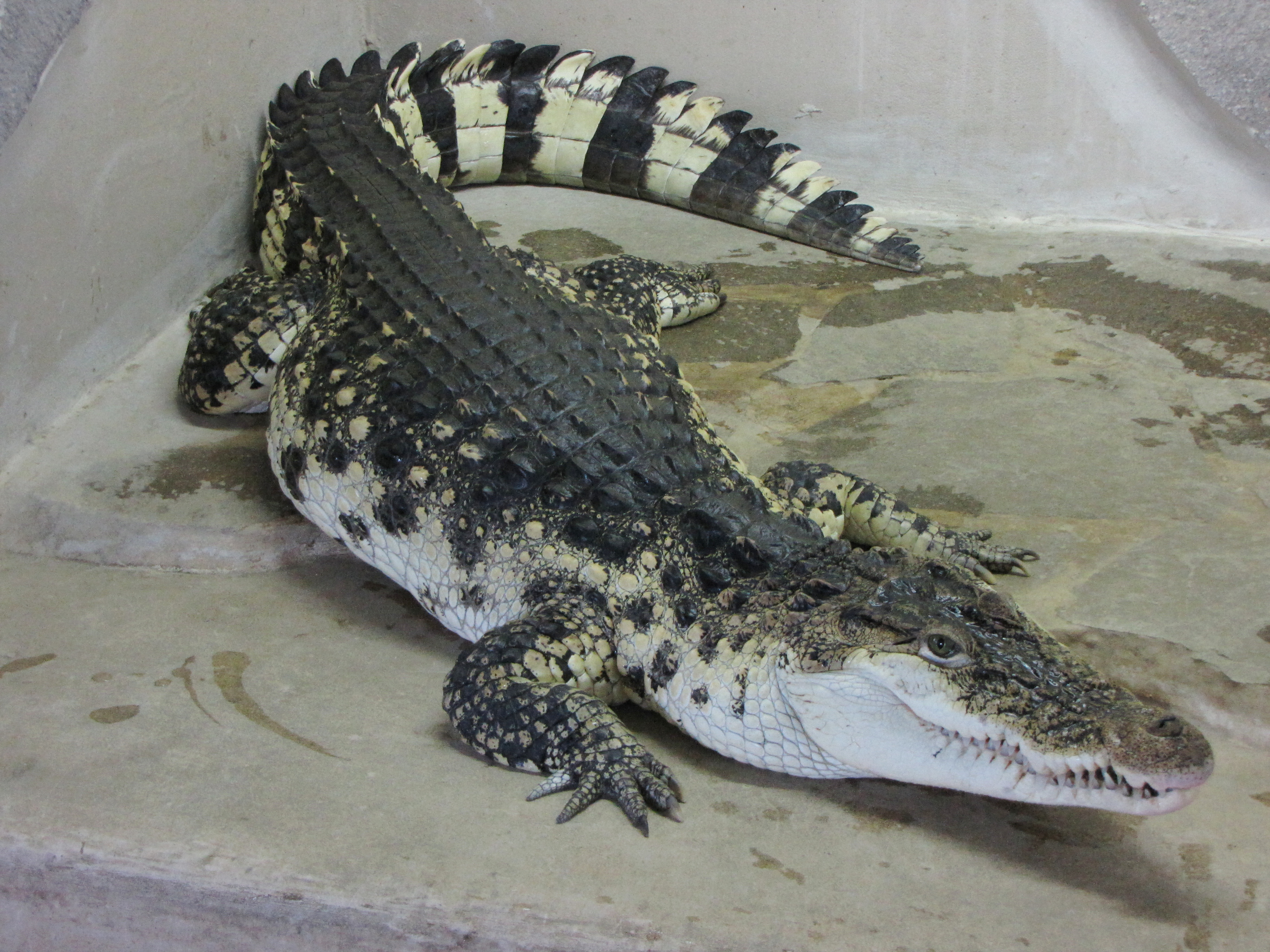 Krokodýlí ZOO Protivín foto 5