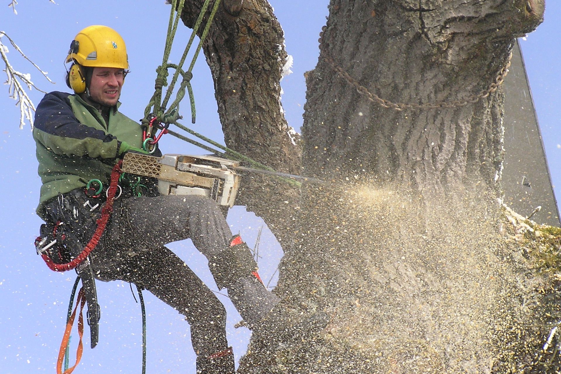 ARBON – péče o dřeviny