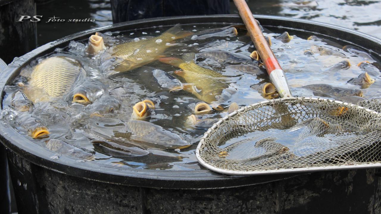 Český rybářský svaz Ústí nad Labem foto 4
