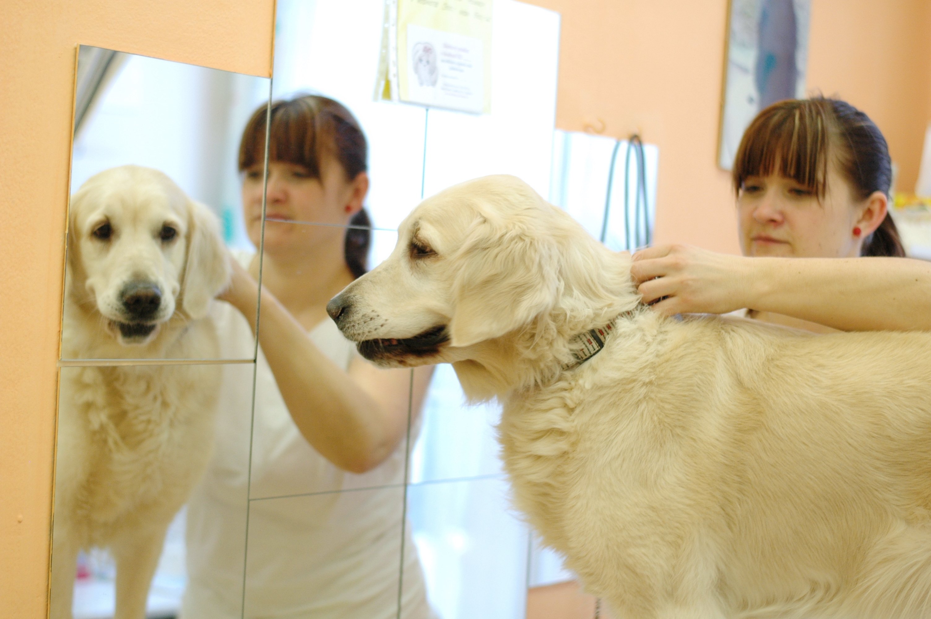 Psí salon Střihnu Psa foto 6