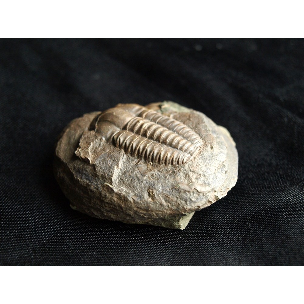 Czechfossilsandminerals.com foto 3