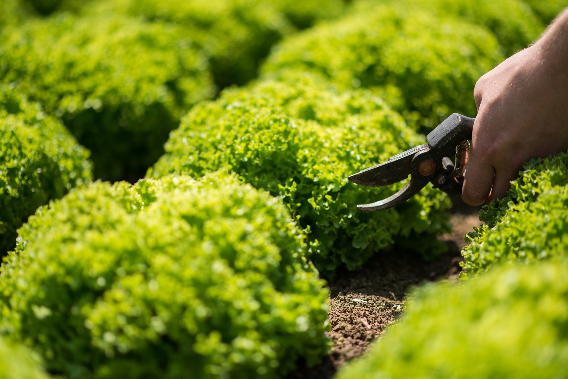 Farma Ráječek - velkoobchod foto 3