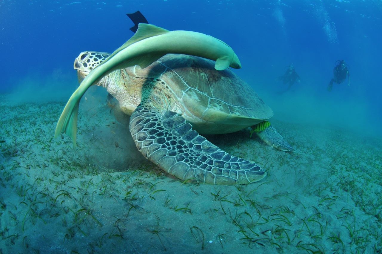 OCEAN DEVILS CLUB foto 2