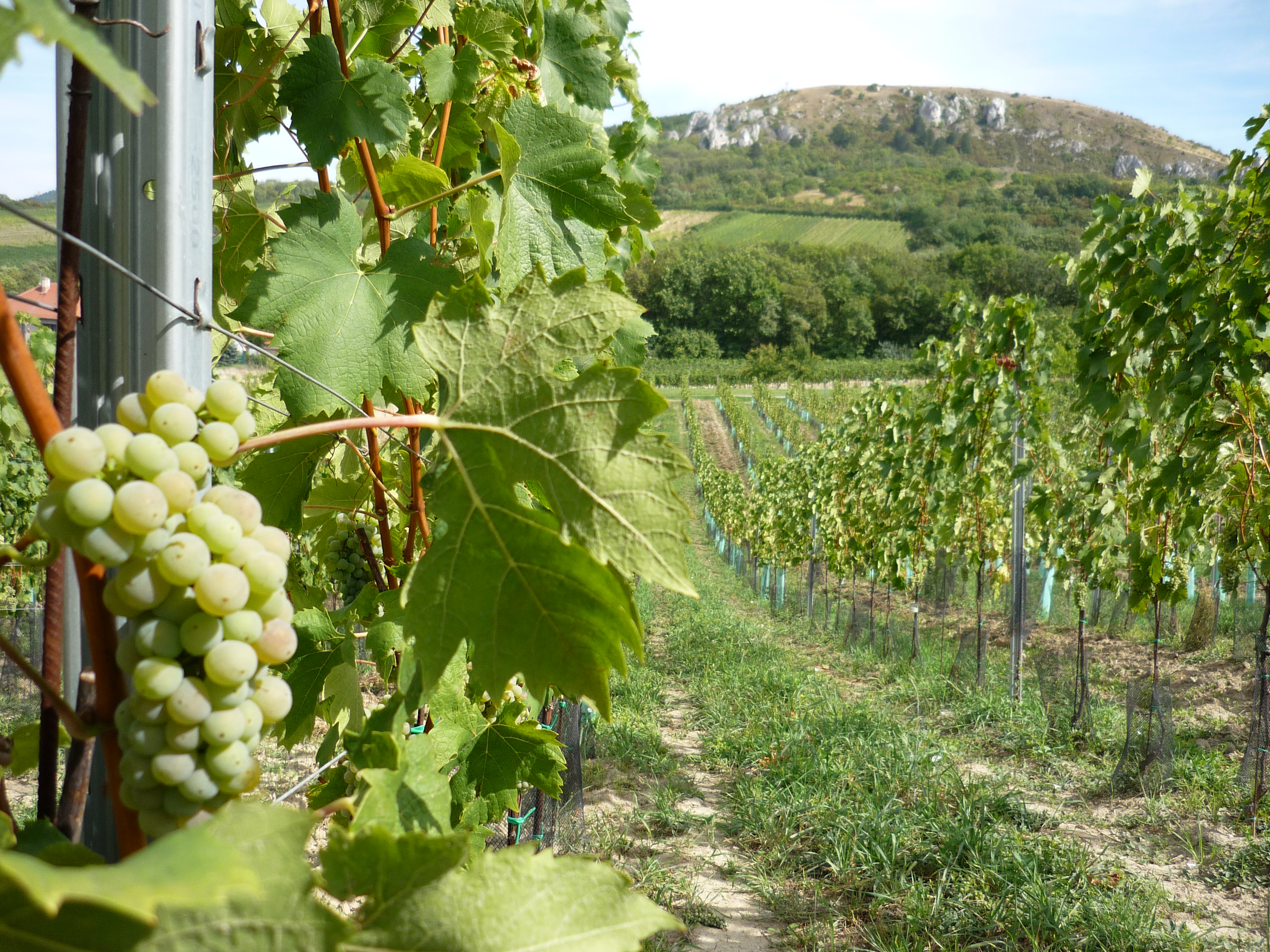 NATURVINI foto 4