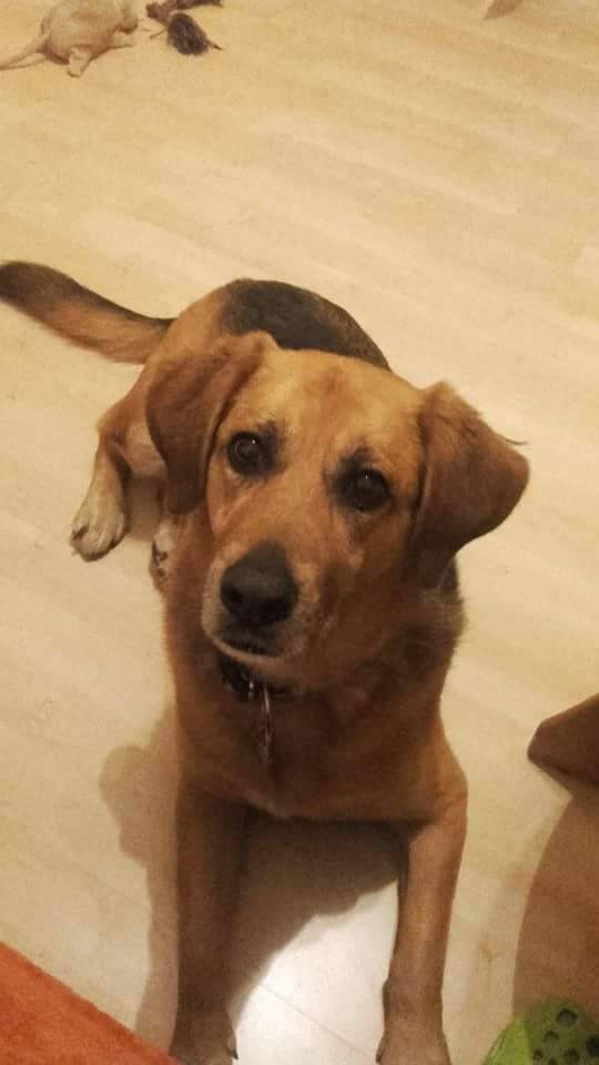 Canis cattus foto 5