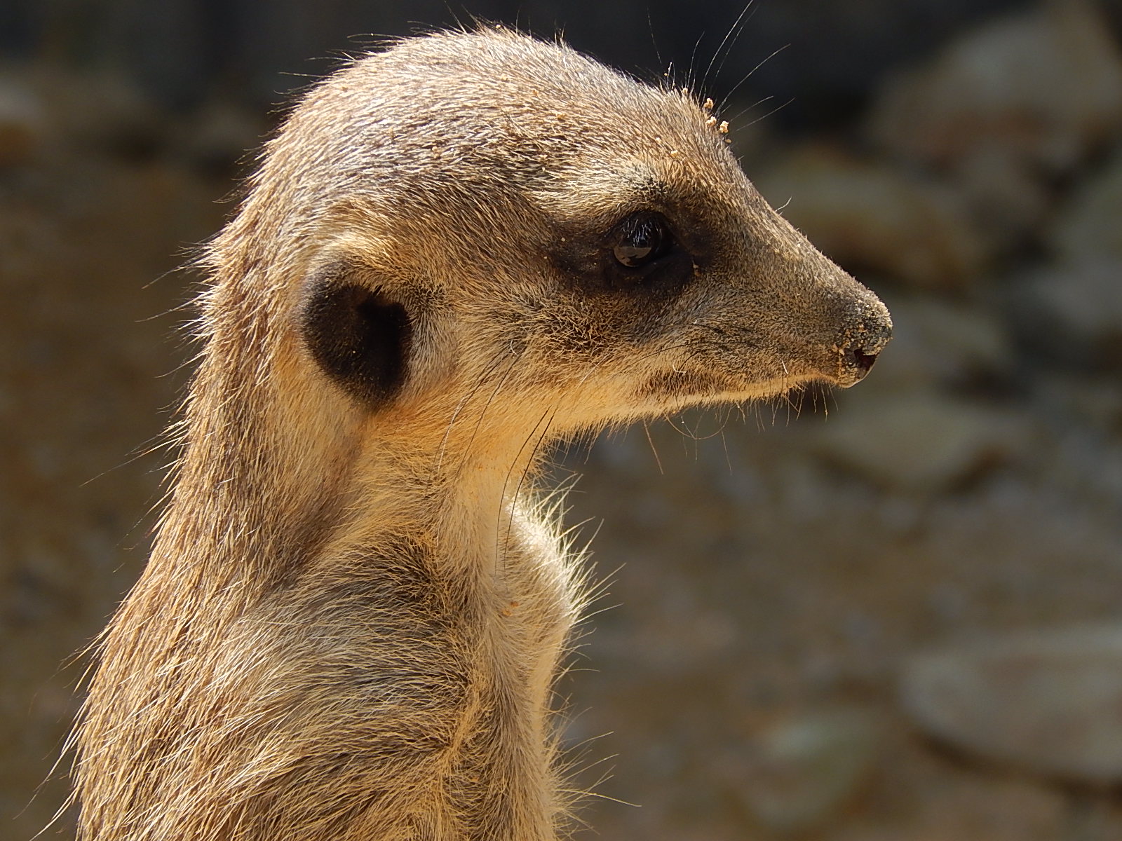 Jihočeská zoologická zahrada Hluboká nad Vltavou