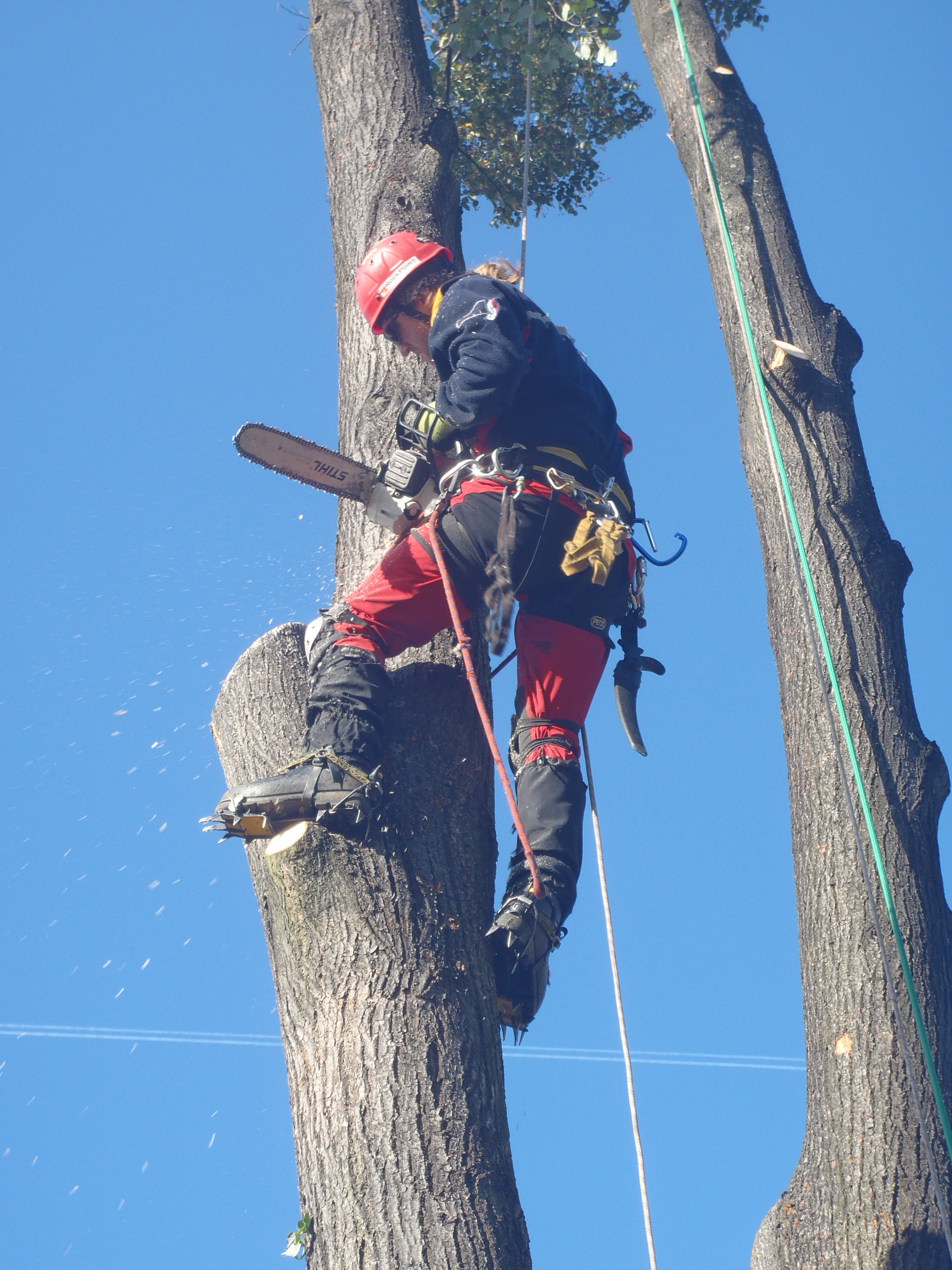 Václav Novotný - Stromydomy foto 2