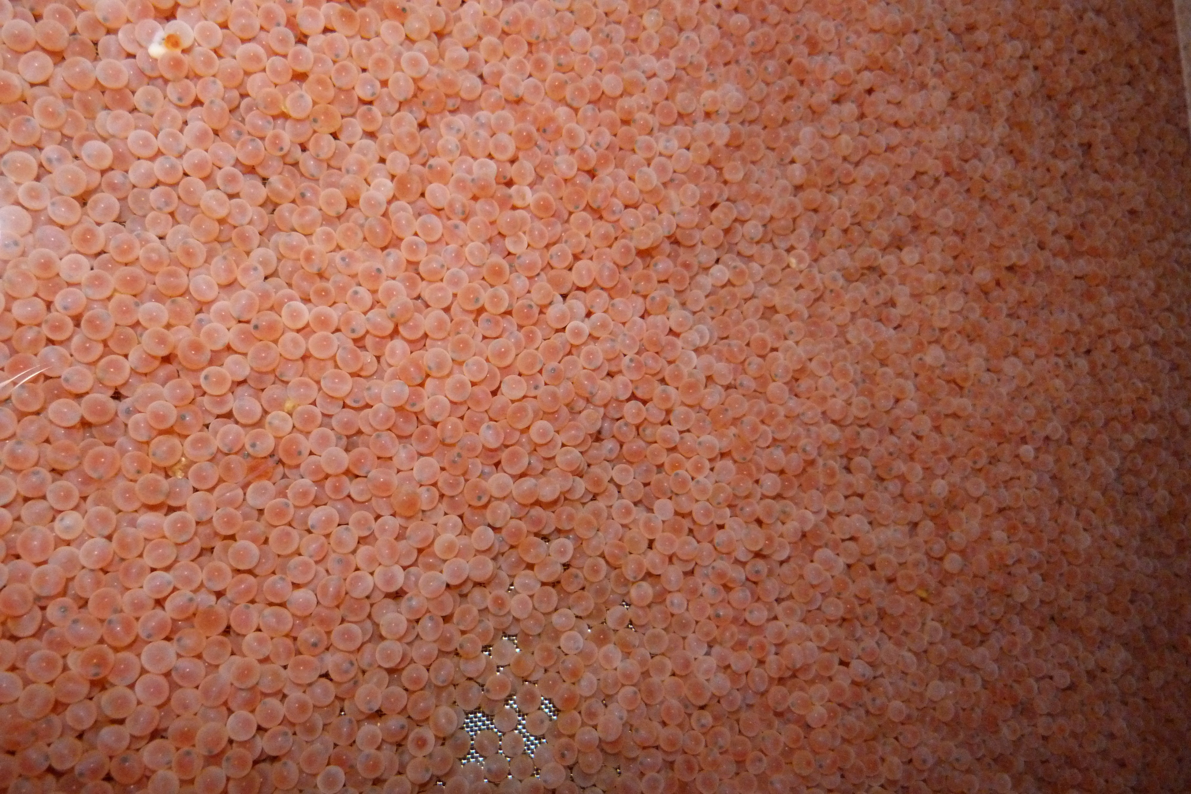 SALMOFARM, spol. s r.o. foto 2