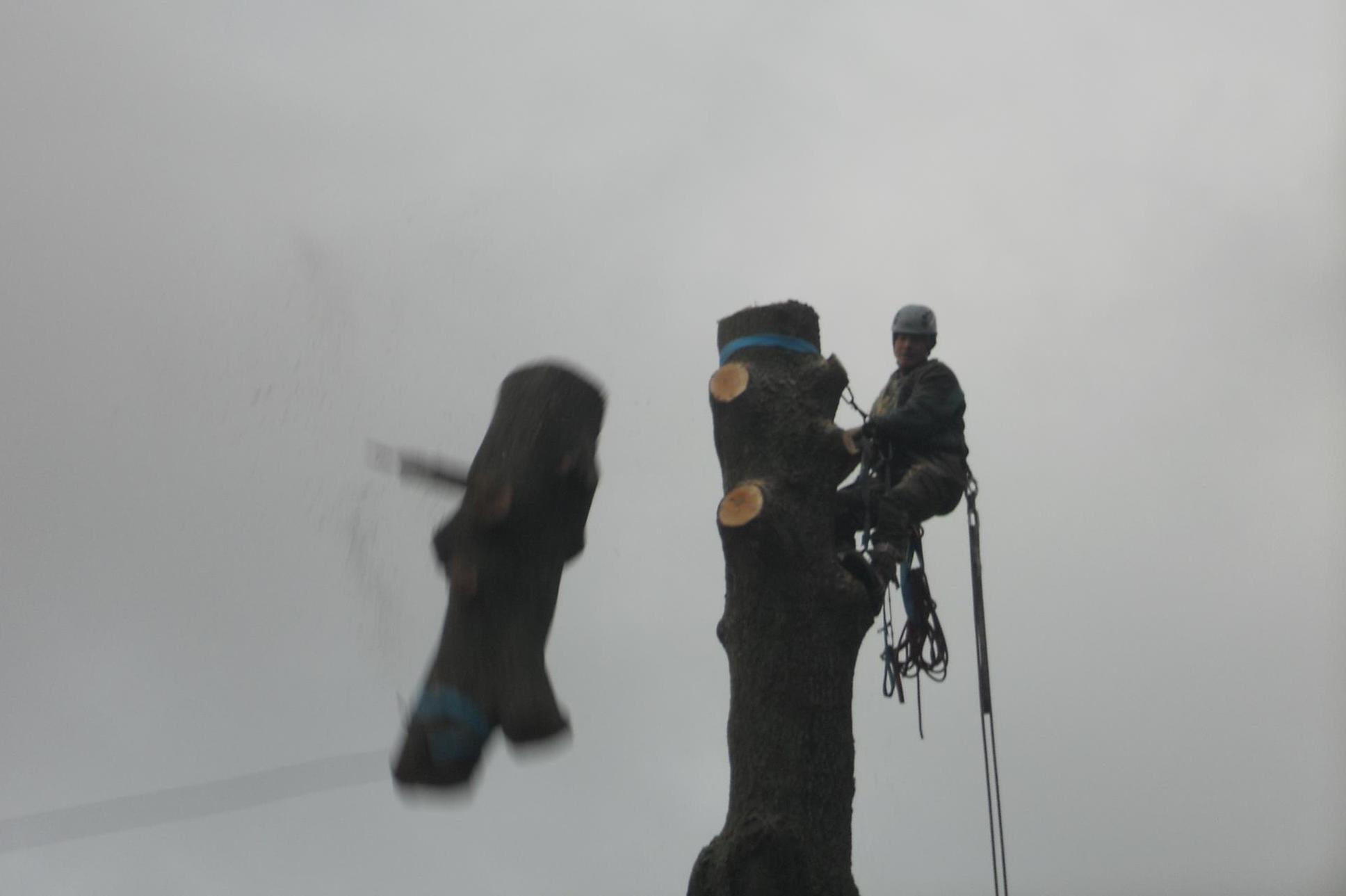 Rizikové kácení Rybák