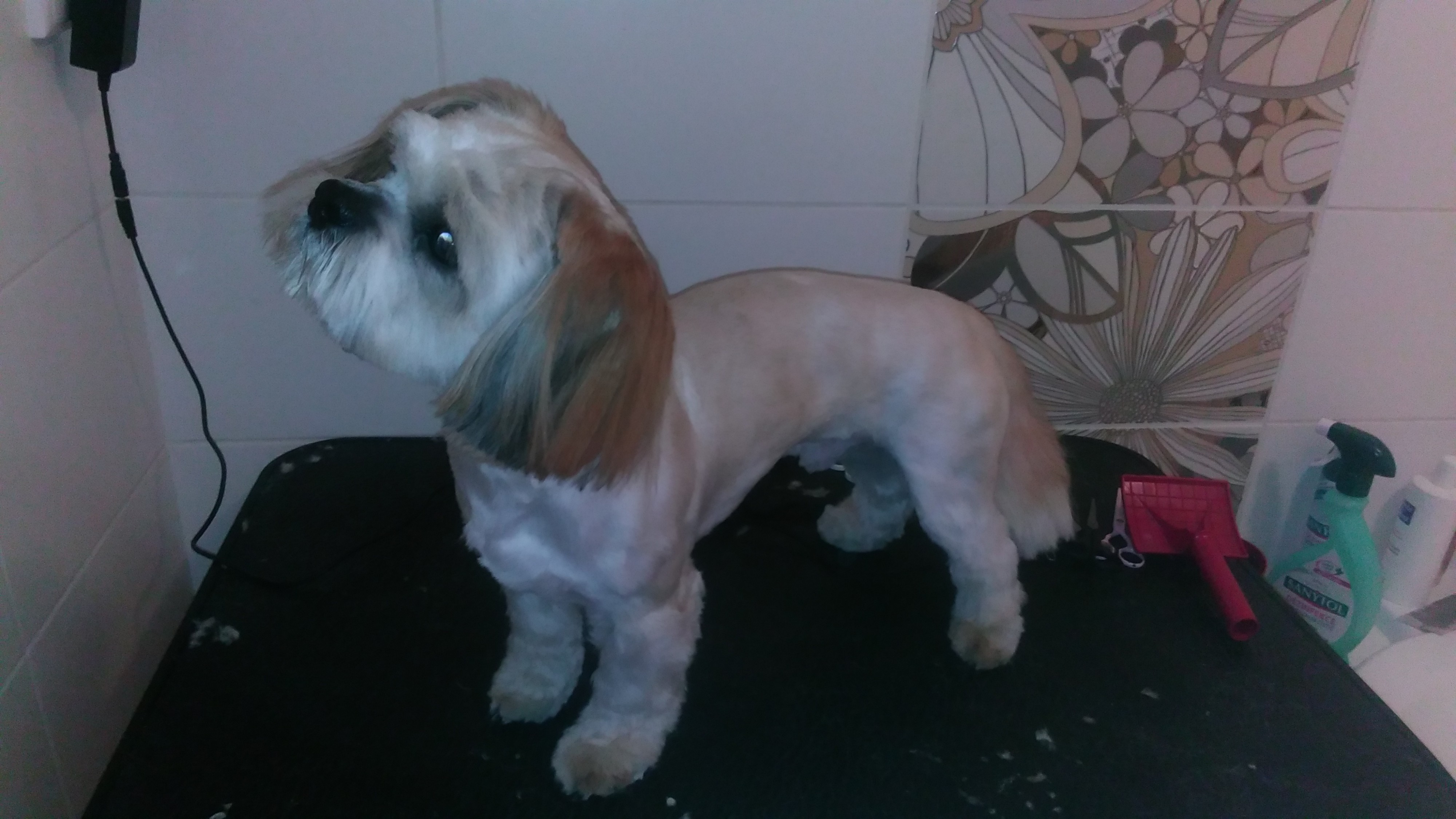 Psí salón - Hana Hausotterová foto 2