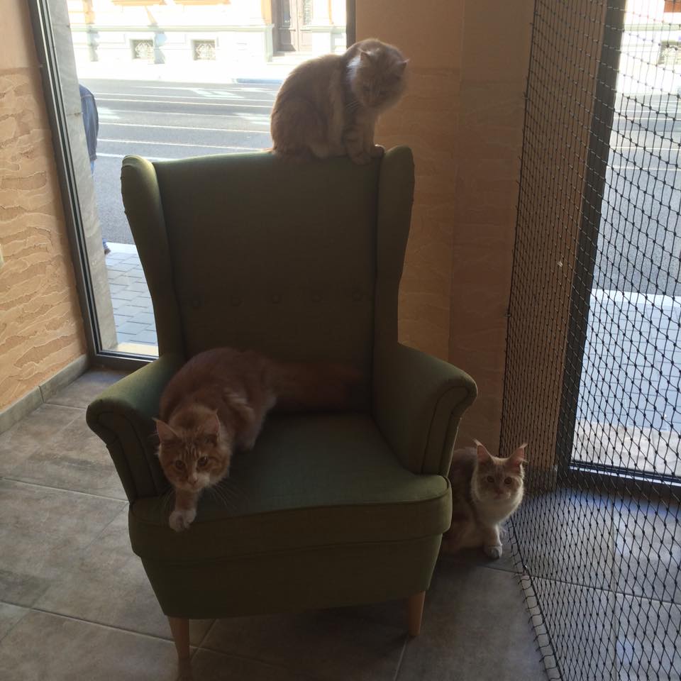 Čauky mňauky cafe foto 2