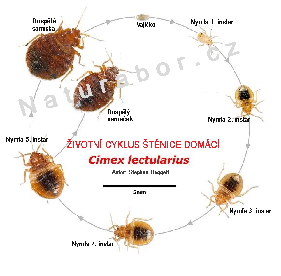 Borovanský - Deratizace - dezinfekce - dezinsekce foto 2