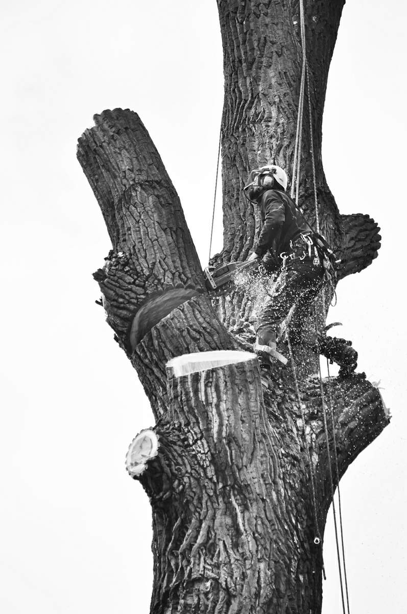 Ořez Stromů - Radovan Kučera foto 6