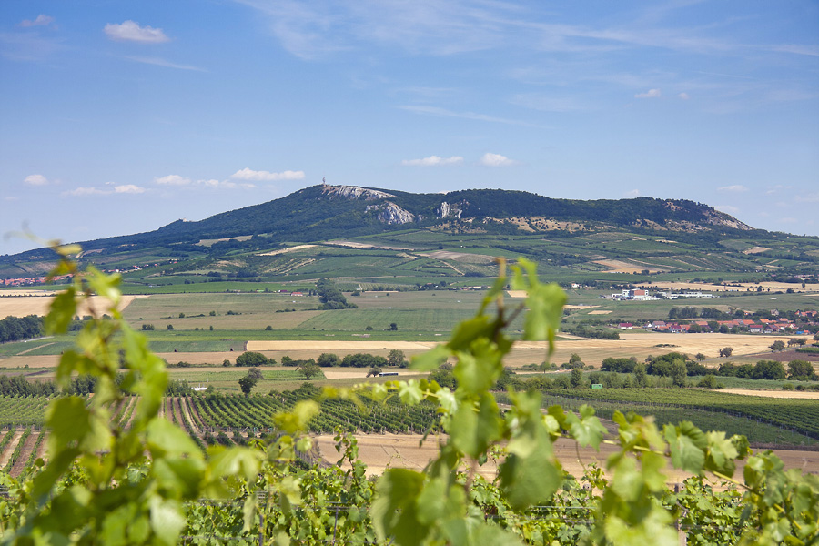 Rodinné vinařství Matula foto 2